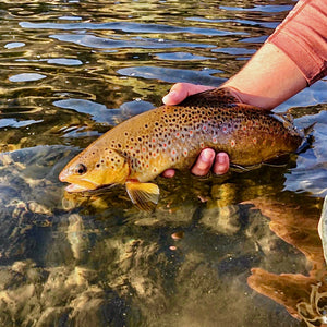 Mossy Creek Fly Fishing Forecast October 26, 2020