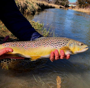 Mossy Creek Fly Fishing Forecast 3/15/2021