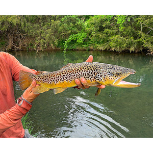 Mossy Creek Fly Fishing Forecast 5/3/2021