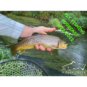Mossy Creek Fly Fishing Forecast 8/22/2022