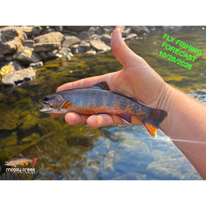 Brook trout in fall spawning colors held over a clear, rocky Virginia mountain stream