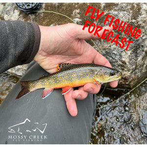 Mossy Creek Fly Fishing Forecast 3/14/2022