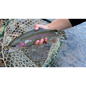 Mossy Creek Fly Fishing Forecast 11/23/2020