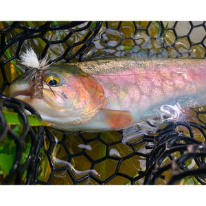 Mossy Creek Fly Fishing Report 8/23/2021