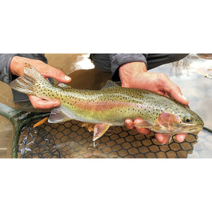 Mossy Creek Fly Fishing Forecast 11/2/2020