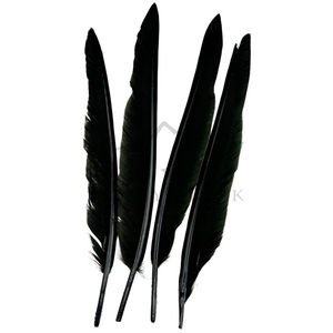 Duck Quills (2 matched pair)