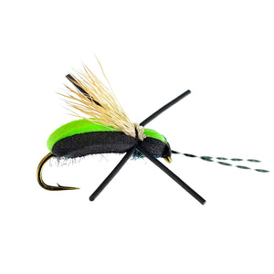Long Horn Beetle
