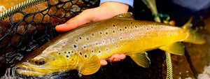Mossy Creek Fly Fishing photo 6