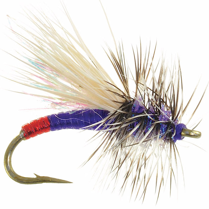 Mini Hot Garcia Purple