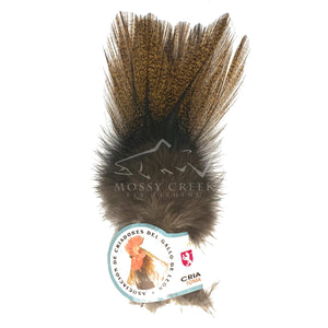 Coq De Leon Feathers