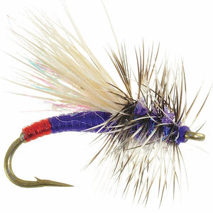 Mini Hot Garcia Purple