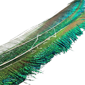 Peacock Swords, fly tying feathers