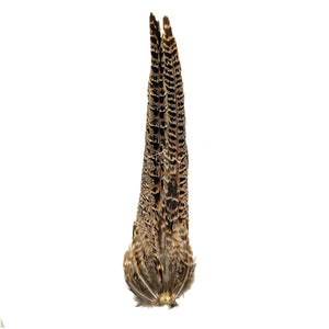 Ringneck Hen Pheasant Tail Clump, hen pheasant tail feathers