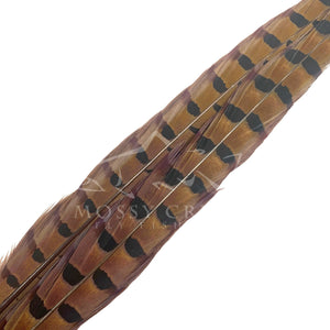 Ringneck Pheasant Tail Feathers